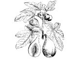 Fig (Ficus carica)